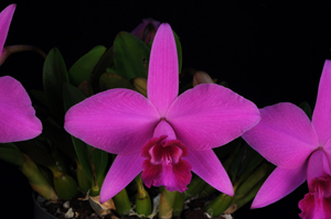 Cattleya (Laelia) sincorana Falstaff HCC 76 pts.